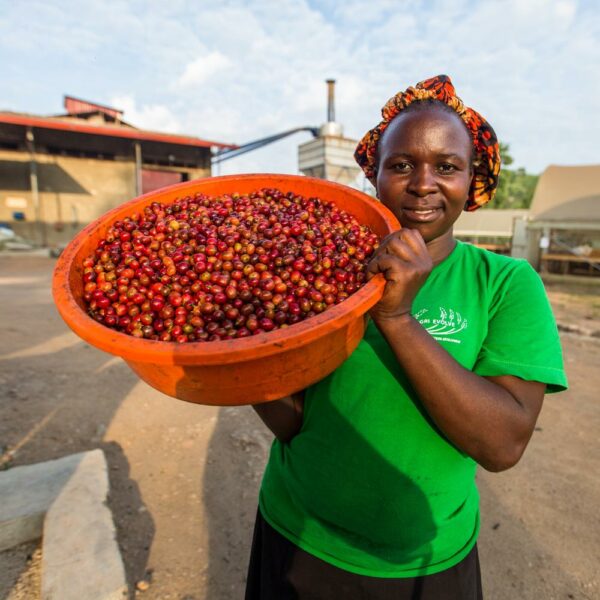 Sběr zralých kávových třešní v Rwenzori