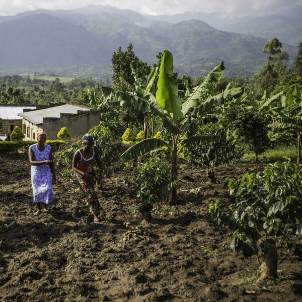 Pěstování kávovníků v oblasti Rwenzori