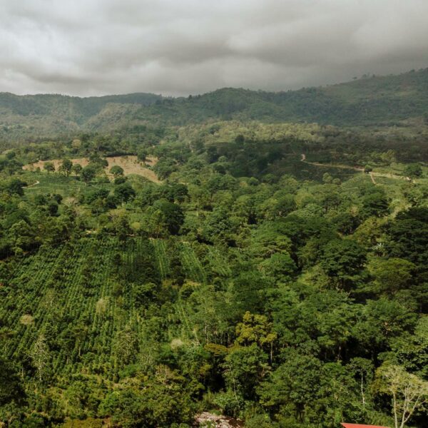 Kostarická káva: pohled na plantáže
