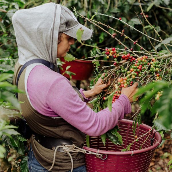 Kostarická káva: sběr kávových třešní