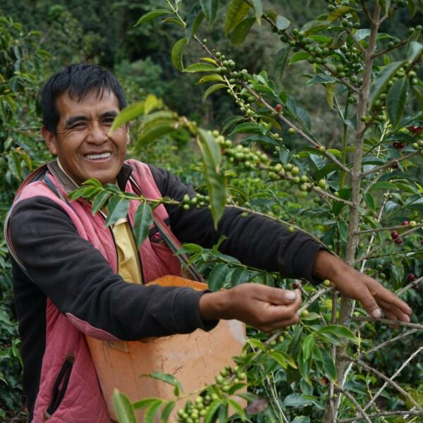 Peruánská káva: během sběru (oblast La Coipa)