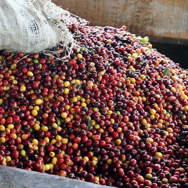 San Augustin: sběr kávových třešní