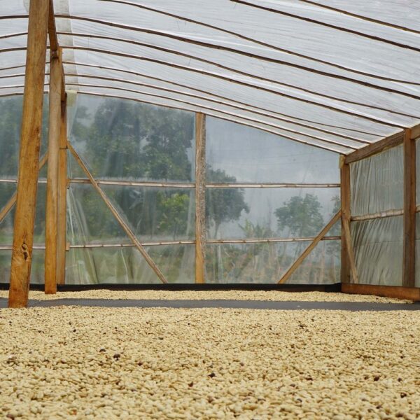 San Augustin: sběr sušení kávových zrn